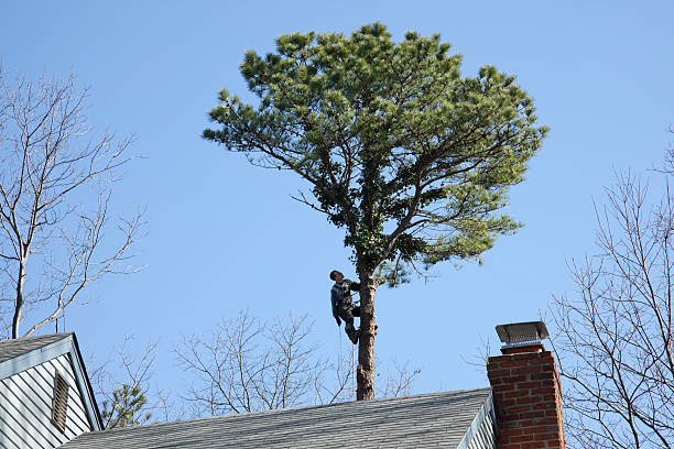 Best Tree Trimming and Pruning  in Tecumseh, OK